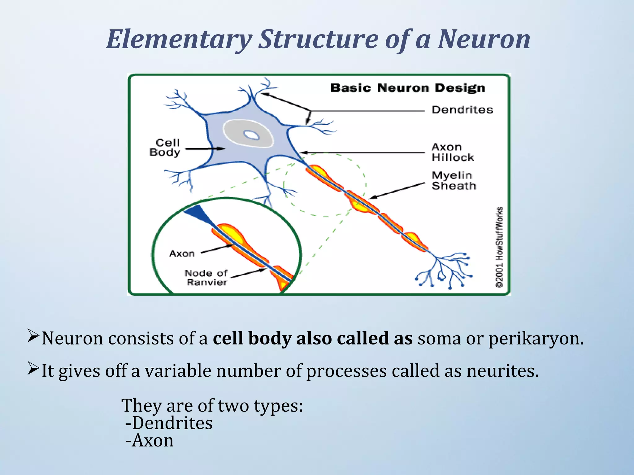 Elementary Structure of a Neuron
Neuron consists of a cell body also called as soma or perikaryon.
It gives off a variable number of processes called as neurites.
They are of two types:
 -Dendrites
 -Axon
 