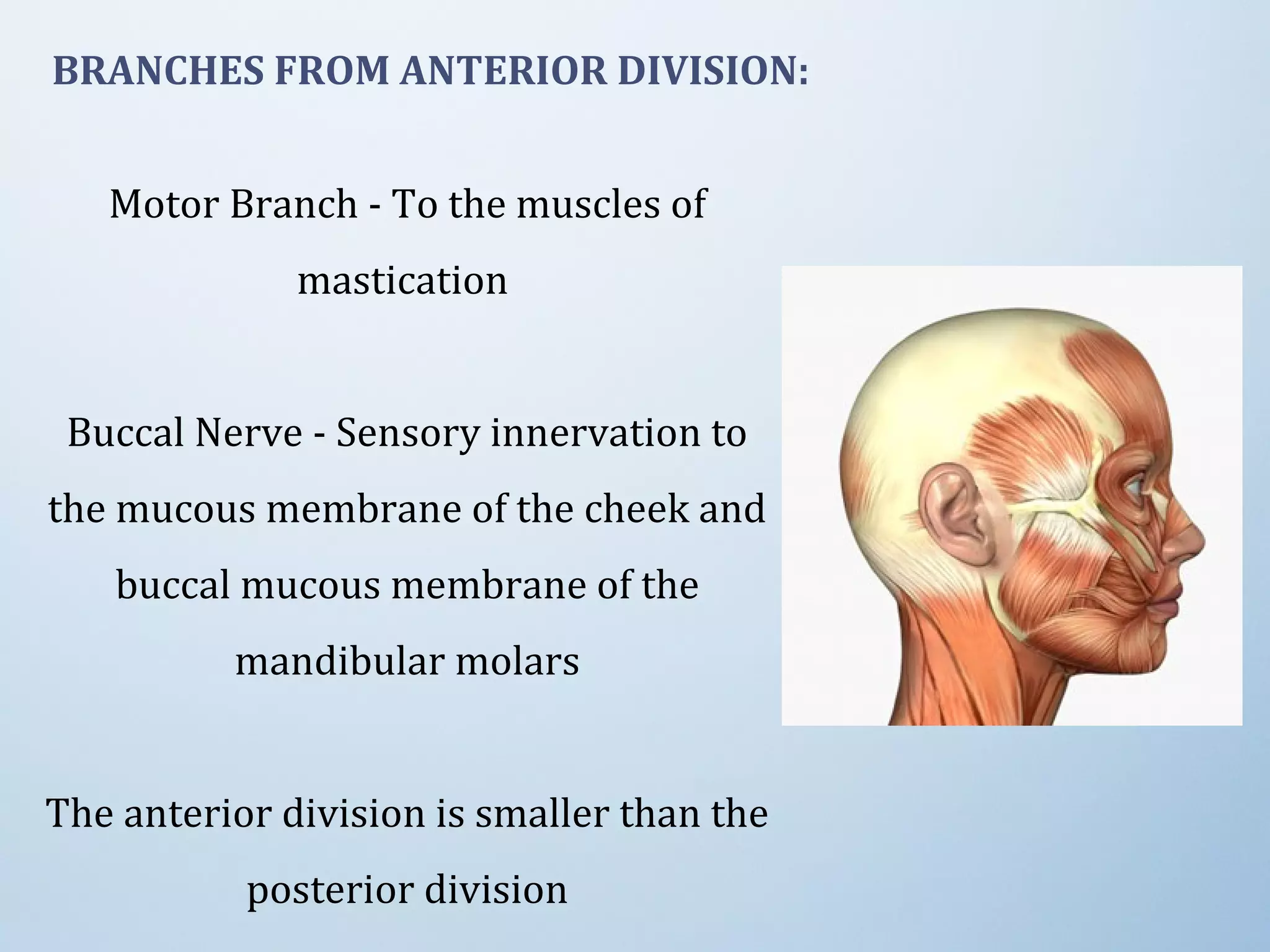 BRANCHES FROM ANTERIOR DIVISION:
Motor Branch - To the muscles of
mastication
Buccal Nerve - Sensory innervation to
the mucous membrane of the cheek and
buccal mucous membrane of the
mandibular molars
The anterior division is smaller than the
posterior division
 