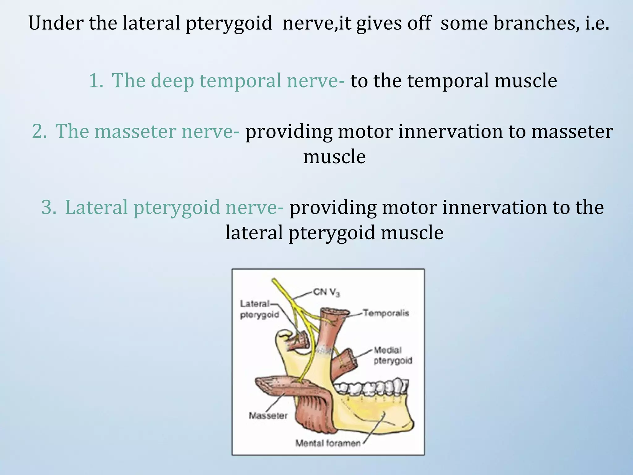 Under the lateral pterygoid nerve,it gives off some branches, i.e.
1. The deep temporal nerve- to the temporal muscle
2. The masseter nerve- providing motor innervation to masseter
muscle
3. Lateral pterygoid nerve- providing motor innervation to the
lateral pterygoid muscle
 