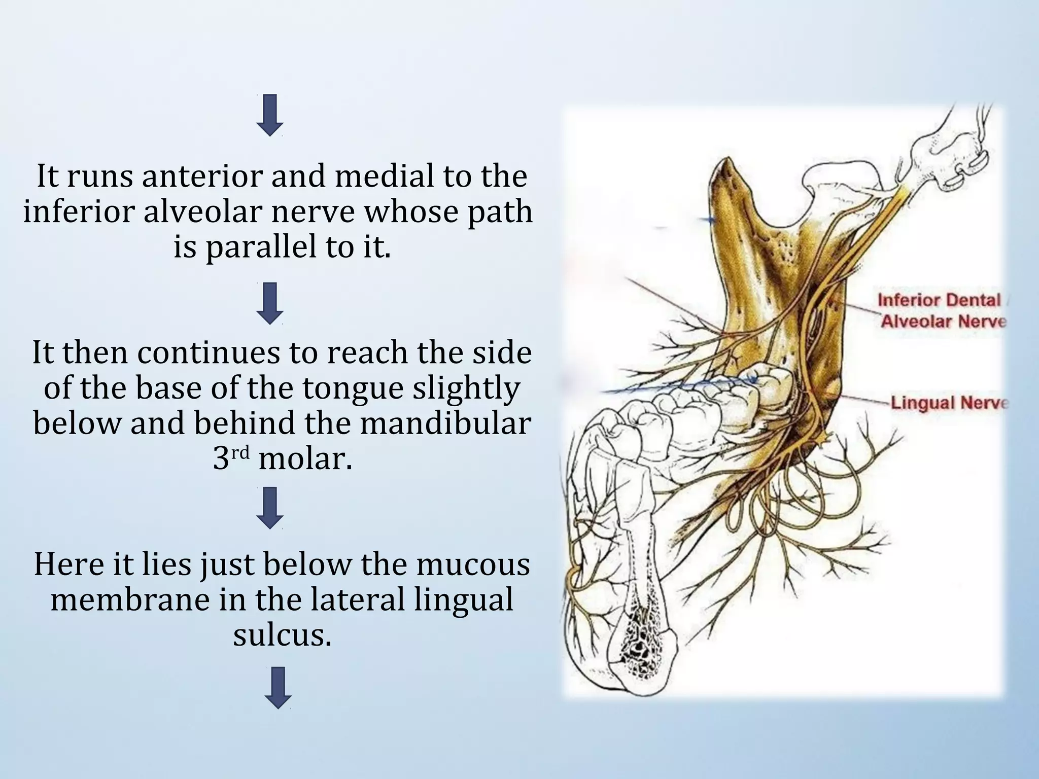 It runs anterior and medial to the
inferior alveolar nerve whose path
is parallel to it.
It then continues to reach the side
of the base of the tongue slightly
below and behind the mandibular
3rd
molar.
Here it lies just below the mucous
membrane in the lateral lingual
sulcus.
 
