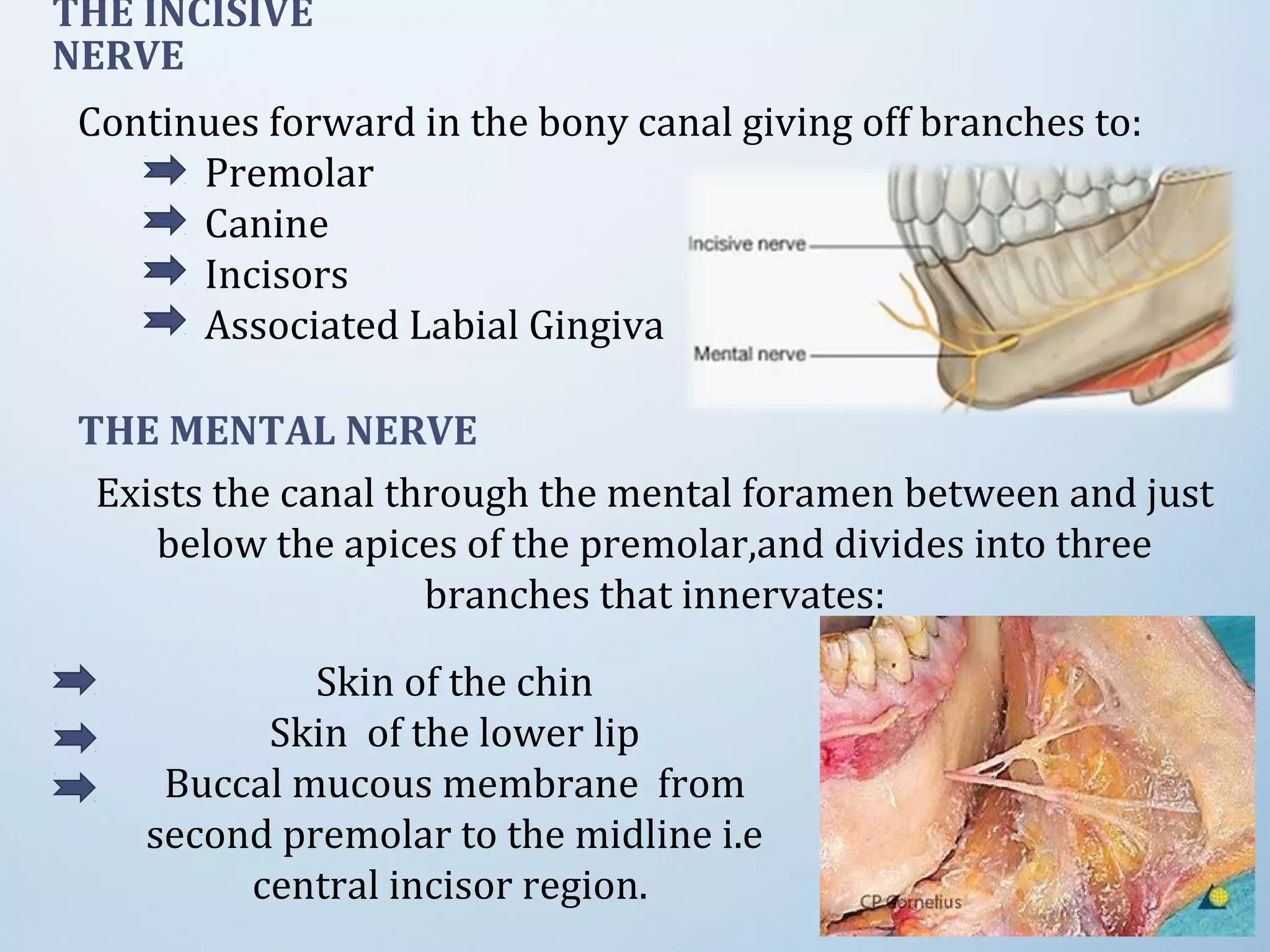 Exists the canal through the mental foramen between and just
below the apices of the premolar,and divides into three
branches that innervates:
Continues forward in the bony canal giving off branches to:
Premolar
Canine
Incisors
Associated Labial Gingiva
THE INCISIVE
NERVE
THE MENTAL NERVE
Skin of the chin
Skin of the lower lip
Buccal mucous membrane from
second premolar to the midline i.e
central incisor region.
 