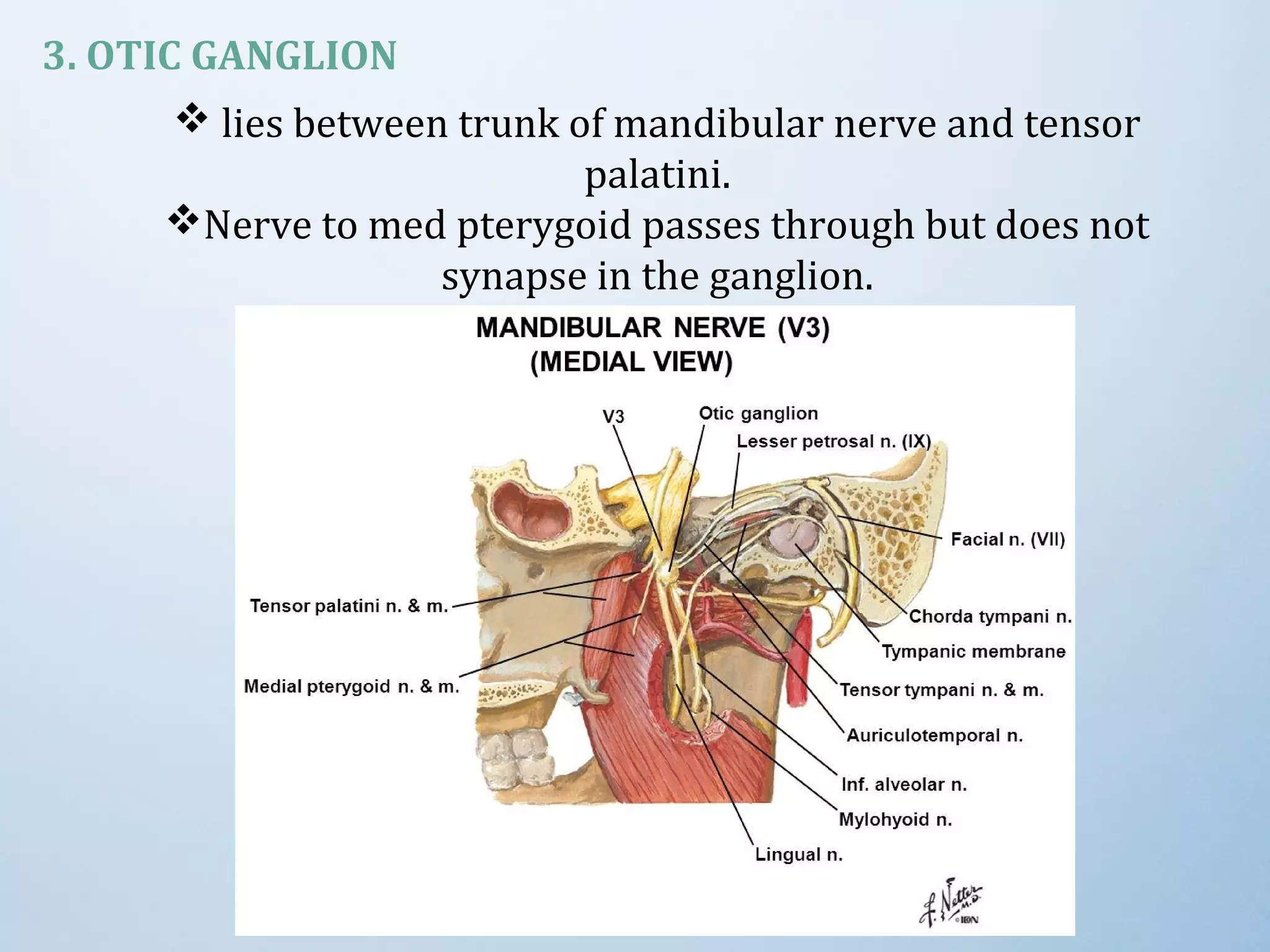 3. OTIC GANGLION
 lies between trunk of mandibular nerve and tensor
palatini.
Nerve to med pterygoid passes through but does not
synapse in the ganglion.
 