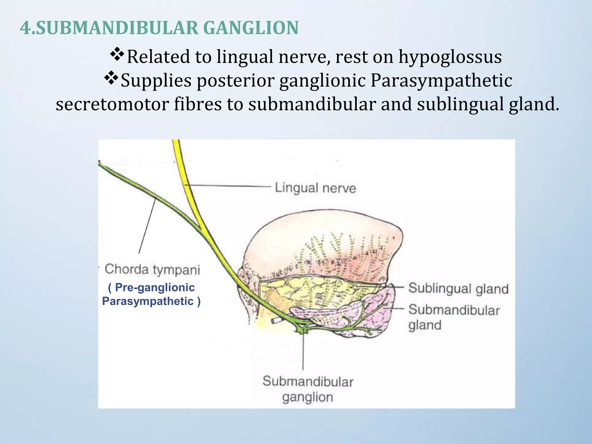 4.SUBMANDIBULAR GANGLION
Related to lingual nerve, rest on hypoglossus
Supplies posterior ganglionic Parasympathetic
secretomotor fibres to submandibular and sublingual gland.
( Pre-ganglionic
Parasympathetic )
 