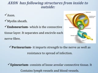 AXON has following structures from inside to
outside:
Axon.
Myelin sheath.
Endoneurium- which is the connective 
tissue layer. It separates and encircle each 
nerve fibre.
Perineurium- it imparts strength to the nerve as well as 
resistance to spread of infection.
Epineurium- consists of loose areolar connective tissue. It 
Contains lymph vessels and blood vessels.
 