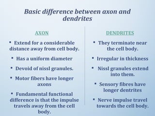 Basic difference between axon and
dendrites
AXON
 Extend for a considerable
distance away from cell body.
 Has a uniform diameter
 Devoid of nissl granules.
 Motor fibers have longer
axons
 Fundamental functional
difference is that the impulse
travels away from the cell
body.
DENDRITES
 They terminate near
the cell body.
 Irregular in thickness
 Nissl granules extend
into them.
 Sensory fibres have
longer dentrites
 Nerve impulse travel
towards the cell body.
 