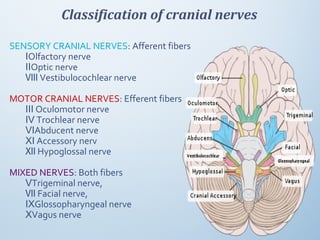 Classification of cranial nerves
SENSORY CRANIAL NERVES: Afferent fibers
ⅠOlfactory nerve
ⅡOptic nerve
Ⅷ Vestibulocochlear nerve
MOTOR CRANIAL NERVES: Efferent fibers
Ⅲ Oculomotor nerve
Ⅳ Trochlear nerve
ⅥAbducent nerve
Ⅺ Accessory nerv
Ⅻ Hypoglossal nerve
MIXED NERVES: Both fibers
ⅤTrigeminal nerve,
Ⅶ Facial nerve,
ⅨGlossopharyngeal nerve
ⅩVagus nerve
 