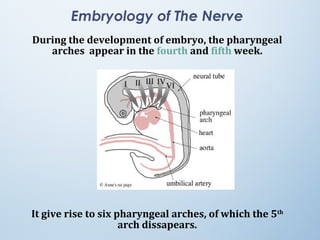 Embryology of The Nerve
During the development of embryo, the pharyngeal
arches appear in the fourth and fifth week.
It give rise to six pharyngeal arches, of which the 5th
arch dissapears.
 