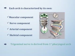 Each arch is characterized by its own:
Muscular component
 Nerve component
 Arterial component
 Skeletal component
Trigeminal nerve is derived from 1st
pharyngeal arch
 