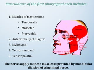 Musculature of the first pharyngeal arch includes:
1. Muscles of mastication :
• Temporalis
• Masseter
• Pterygoids
2. Anterior belly of diagtric
3. Mylohyoid
4. Tensor tympani
5. Tensor palatini
The nerve supply to these muscles is provided by mandibular
division of trigeminal nerve.
 