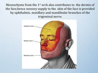 Mesenchyme from the 1st
 arch also contributes to  the dermis of 
the face,hence sensory supply to the  skin of the face is provided 
by ophthalmic, maxillary and mandibular branches of the 
trigeminal nerve.
 