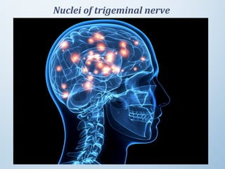 Nuclei of trigeminal nerve
 