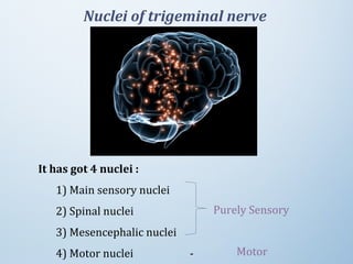 It has got 4 nuclei :
1) Main sensory nuclei
2) Spinal nuclei
3) Mesencephalic nuclei
4) Motor nuclei     -
Nuclei of trigeminal nerve
 Purely Sensory
Motor
 