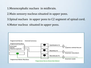 1.Mesencephalic nuclues  in midbrain.
2.Main sensory nucleus situated in upper pons.
3.Spinal nuclues  in upper pons to C2 segment of spinal cord.
4.Motor nucleus  situated in upper pons.
 