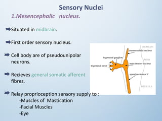 Sensory Nuclei
1.Mesencephalic nucleus.
Situated in midbrain.
First order sensory nucleus.
Cell body are of pseudounipolar
neurons.
Recieves general somatic afferent
fibres.
Relay proprioception sensory supply to :
-Muscles of Mastication
-Facial Muscles
-Eye
 