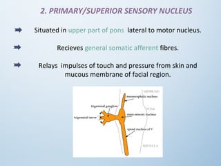 2. PRIMARY/SUPERIOR SENSORY NUCLEUS
Situated in upper part of pons lateral to motor nucleus.
Recieves general somatic afferent fibres.
Relays impulses of touch and pressure from skin and
mucous membrane of facial region.
 