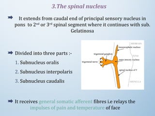 It extends from caudal end of principal sensory nucleus in 
pons  to 2nd
 or 3rd
 spinal segment where it continues with sub. 
Gelatinosa
3.The spinal nucleus
Divided into three parts :-
1. Subnucleus oralis
2. Subnucleus interpolaris
3. Subnucleus caudalis
It receives general somatic afferent fibres i.e relays the 
impulses of pain and temperature of face
 