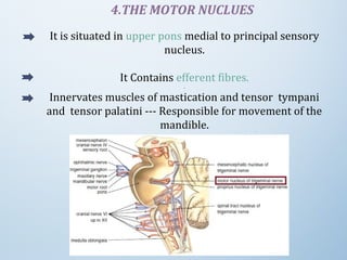 4.THE MOTOR NUCLUES
It is situated in upper pons medial to principal sensory 
nucleus.
It Contains efferent fibres.
.
Innervates muscles of mastication and tensor  tympani 
and  tensor palatini --- Responsible for movement of the 
mandible.
 