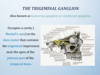 THE TRIGEMINAL GANGLION
Also known as Gasserian ganglion or semilunar ganglion.
Occupies a cavity (
Meckel's cave) in the 
dura mater that contains 
the trigeminal impression 
near the apex of the 
petrous part of the 
temporal bone.
 