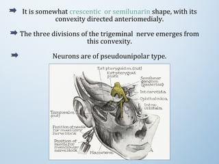 It is somewhat crescentic  or semilunarin shape, with its 
convexity directed anteriomedialy.
The three divisions of the trigeminal  nerve emerges from 
this convexity.
Neurons are of pseudounipolar type.
 