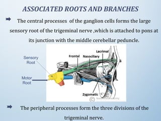 ASSOCIATED ROOTS AND BRANCHES
The central processes  of the ganglion cells forms the large 
sensory root of the trigeminal nerve ,which is attached to pons at 
its junction with the middle cerebellar peduncle.
 The peripheral processes form the three divisions of the 
trigeminal nerve.
Sensory
Root
Motor
Root
 