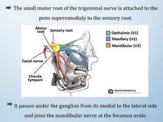 The small motor root of the trigeminal nerve is attached to the 
pons superomedialy to the sensory root.
It passes under the ganglion from its medial to the lateral side 
and joins the mandibular nerve at the foramen ovale.
 