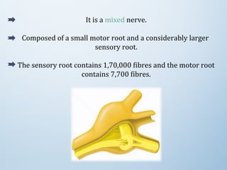 It is a mixed nerve.
Composed of a small motor root and a considerably larger
sensory root.
The sensory root contains 1,70,000 fibres and the motor root
contains 7,700 fibres.
 