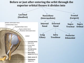 Before or just after entering the orbit through the
superior orbital fissure it divides into
Lacrimal
(Smallest)
Frontal
(Largest)
Internal
Nasal
Nasociliary
(Intermediate)
External
Nasal
Supra
Troclear
Supra
Orbital
Posterior
Ethmoidal
Infra
Trochlear
Long
Ciliary
 