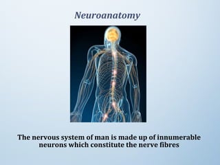 The nervous system of man is made up of innumerable
neurons which constitute the nerve fibres
Neuroanatomy
 