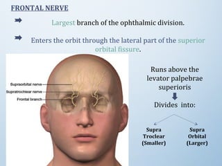 FRONTAL NERVE
Largest branch of the ophthalmic division.
Enters the orbit through the lateral part of the superior
orbital fissure.
Supra
Troclear
(Smaller)
Supra
Orbital
(Larger)
Runs above the
levator palpebrae
superioris
Divides into:
 