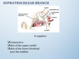 SUPRATROCHLEAR BRANCH
It supplies:
Conjunctiva
skin of the upper eyelid
skin of the lower forehead
near the midline
 