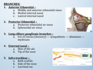 BRANCHES:
1. Anterior Ethmoidal –
a. Middle and anterior ethmoidal sinus
b. Medial internal nasal
c. Lateral internal nasal
2. Posterior Ethmoidal –
a. Posterior ethmoidal air sinus
b. Sphenoidal air sinus
3. Long cilliary ganglionic branches –
a. Iris of cornea (Sensory) --- sympathetic --- dilatation ---
mydriasis
4. External nasal –
a. Skin of the ala
b. Tip of the nose
5. Infra trochlear –
a. Both eyelids
b. Side of the nose
c. Lacrimal sac
 