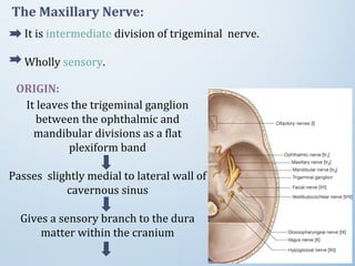 It leaves the trigeminal ganglion
between the ophthalmic and
mandibular divisions as a flat
plexiform band
Passes slightly medial to lateral wall of
cavernous sinus
Gives a sensory branch to the dura
matter within the cranium
It is intermediate division of trigeminal nerve.
Wholly sensory.
The Maxillary Nerve:
ORIGIN:
 