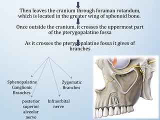 Then leaves the cranium through foraman rotandum,
which is located in the greater wing of sphenoid bone.
Once outside the cranium, it crosses the uppermost part
of the pterygopalatine fossa
As it crosses the pterygopalatine fossa it gives of
branches
Sphenopalatine
Ganglionic
Branches
posterior
superior
alveolar
nerve
Zygomatic
Branches
Infraorbital
nerve
 