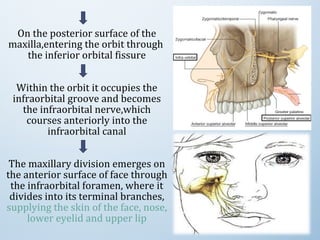 On the posterior surface of the
maxilla,entering the orbit through
the inferior orbital fissure
Within the orbit it occupies the
infraorbital groove and becomes
the infraorbital nerve,which
courses anteriorly into the
infraorbital canal
The maxillary division emerges on
the anterior surface of face through
the infraorbital foramen, where it
divides into its terminal branches,
supplying the skin of the face, nose,
lower eyelid and upper lip
 