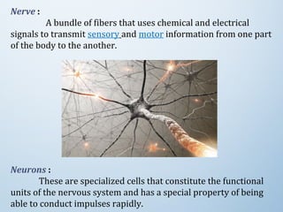 Nerve : 
                 A bundle of fibers that uses chemical and electrical 
signals to transmit sensory and motor information from one part 
of the body to the another. 
Neurons :
These are specialized cells that constitute the functional 
units of the nervous system and has a special property of being 
able to conduct impulses rapidly.
 