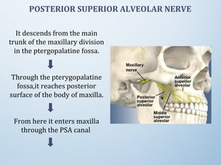 It descends from the main
trunk of the maxillary division
in the ptergopalatine fossa.
Through the pterygopalatine
fossa,it reaches posterior
surface of the body of maxilla.
From here it enters maxilla
through the PSA canal
POSTERIOR SUPERIOR ALVEOLAR NERVE
 