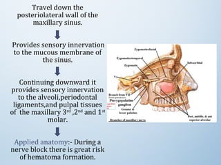 Travel down the
posteriolateral wall of the
maxillary sinus.
Provides sensory innervation
to the mucous membrane of
the sinus.
Continuing downward it
provides sensory innervation
to the alveoli,periodontal
ligaments,and pulpal tissues
of the maxillary 3rd
,2nd
and 1st
molar.
Applied anatomy:- During a
nerve block there is great risk
of hematoma formation.
 