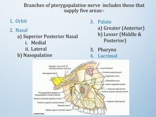 Branches of pterygopalatine nerve includes those that
supply five areas:-
1. Orbit
2. Nasal
a) Superior Posterior Nasal
i. Medial
ii. Lateral
b) Nasopalatine
3. Palate
a) Greater (Anterior)
b) Lesser (Middle &
Posterior)
3. Pharynx
4. Lacrimal
 