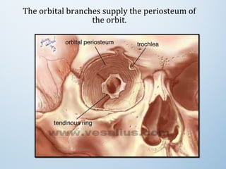 The orbital branches supply the periosteum of
the orbit.
 