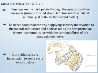 GREATER PALATINE NERVE:
Emerges on the hard palate through the greater palatine
foramen (usually located about 1cm towards the palatal
midline, just distal to the second molar)
The nerve courses anteriorly supplying sensory innervation to
the palatal soft tissues and bone as far as the first premolar,
where it communicates with the terminal fibres of the
nasopalatine nerve.
It provides sensory
innervation to some parts
of soft palate
 