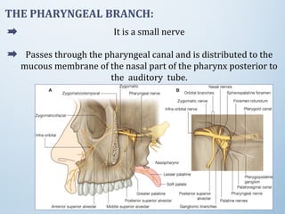 THE PHARYNGEAL BRANCH:
It is a small nerve
Passes through the pharyngeal canal and is distributed to the
mucous membrane of the nasal part of the pharynx posterior to
the auditory tube.
 