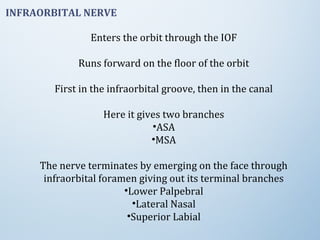 INFRAORBITAL NERVE
Enters the orbit through the IOF
Runs forward on the floor of the orbit
First in the infraorbital groove, then in the canal
Here it gives two branches
•ASA
•MSA
The nerve terminates by emerging on the face through
infraorbital foramen giving out its terminal branches
•Lower Palpebral
•Lateral Nasal
•Superior Labial
 