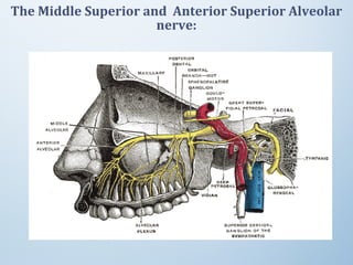 The Middle Superior and Anterior Superior Alveolar
nerve:
 