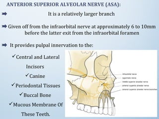 ANTERIOR SUPERIOR ALVEOLAR NERVE (ASA):
It is a relatively larger branch
Given off from the infraorbital nerve at approximately 6 to 10mm
before the latter exit from the infraorbital foramen
Central and Lateral
Incisors
Canine
Periodontal Tissues
Buccal Bone
Mucous Membrane Of
These Teeth.
It provides pulpal innervation to the:
 