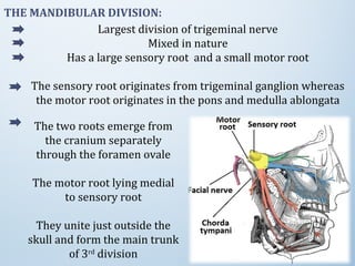 THE MANDIBULAR DIVISION:
Largest division of trigeminal nerve
Mixed in nature
Has a large sensory root and a small motor root
The sensory root originates from trigeminal ganglion whereas
the motor root originates in the pons and medulla ablongata
The two roots emerge from
the cranium separately
through the foramen ovale
The motor root lying medial
to sensory root
They unite just outside the
skull and form the main trunk
of 3rd
division
 