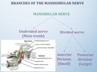 BRANCHES OF THE MANDDIBULAR NERVE
MANDIBULAR NERVE
Posterior
Division
(Large)
Undivided nerve
(Main trunk)
Divided nerve
Anterior
Division
(Small)
 