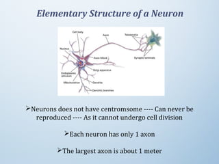 Elementary Structure of a Neuron
Neurons does not have centromsome ---- Can never be 
reproduced ---- As it cannot undergo cell division
Each neuron has only 1 axon
The largest axon is about 1 meter
 