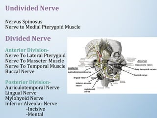 Undivided Nerve
Nervus Spinosus
Nerve to Medial Pterygoid Muscle
Divided Nerve
Anterior Division-
Nerve To Lateral Pterygoid
Nerve To Masseter Muscle
Nerve To Temporal Muscle
Buccal Nerve
Posterior Division-
Auriculotemporal Nerve
Lingual Nerve
Mylohyoid Nerve
Inferior Alveolar Nerve
-Incisive
-Mental
 