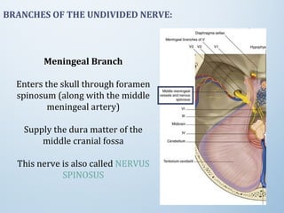 BRANCHES OF THE UNDIVIDED NERVE:
Meningeal Branch
Enters the skull through foramen
spinosum (along with the middle
meningeal artery)
Supply the dura matter of the
middle cranial fossa
This nerve is also called NERVUS
SPINOSUS
 