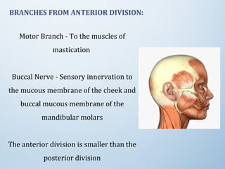 BRANCHES FROM ANTERIOR DIVISION:
Motor Branch - To the muscles of
mastication
Buccal Nerve - Sensory innervation to
the mucous membrane of the cheek and
buccal mucous membrane of the
mandibular molars
The anterior division is smaller than the
posterior division
 